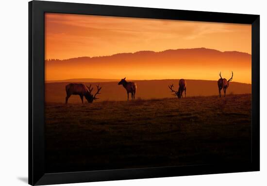 Tule Elk and Morning Sun, Point Reyes National Seashore-Vincent James-Framed Photographic Print