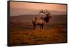 Tule Elk King of the Morning - Sunrise Point Reyes National Seashore-Vincent James-Framed Stretched Canvas