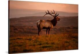 Tule Elk King of the Morning - Sunrise Point Reyes National Seashore-Vincent James-Stretched Canvas