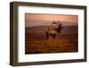 Tule Elk King of the Morning - Sunrise Point Reyes National Seashore-Vincent James-Framed Photographic Print