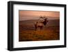 Tule Elk King of the Morning - Sunrise Point Reyes National Seashore-Vincent James-Framed Photographic Print
