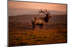 Tule Elk King of the Morning - Sunrise Point Reyes National Seashore-Vincent James-Mounted Photographic Print