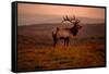 Tule Elk King of the Morning - Sunrise Point Reyes National Seashore-Vincent James-Framed Stretched Canvas