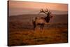 Tule Elk King of the Morning - Sunrise Point Reyes National Seashore-Vincent James-Stretched Canvas