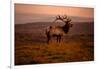 Tule Elk King of the Morning - Sunrise Point Reyes National Seashore-Vincent James-Framed Photographic Print