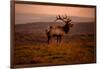 Tule Elk King of the Morning - Sunrise Point Reyes National Seashore-Vincent James-Framed Photographic Print