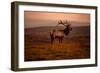 Tule Elk King of the Morning - Sunrise Point Reyes National Seashore-Vincent James-Framed Photographic Print