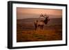 Tule Elk King of the Morning - Sunrise Point Reyes National Seashore-Vincent James-Framed Photographic Print