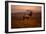 Tule Elk King of the Morning - Sunrise Point Reyes National Seashore-Vincent James-Framed Photographic Print