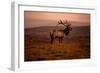 Tule Elk King of the Morning - Sunrise Point Reyes National Seashore-Vincent James-Framed Photographic Print