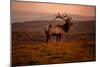 Tule Elk King of the Morning - Sunrise Point Reyes National Seashore-Vincent James-Mounted Photographic Print