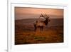 Tule Elk King of the Morning - Sunrise Point Reyes National Seashore-Vincent James-Framed Photographic Print