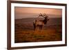 Tule Elk King of the Morning - Sunrise Point Reyes National Seashore-Vincent James-Framed Photographic Print