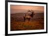 Tule Elk King of the Morning - Sunrise Point Reyes National Seashore-Vincent James-Framed Photographic Print