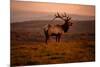 Tule Elk King of the Morning - Sunrise Point Reyes National Seashore-Vincent James-Mounted Photographic Print