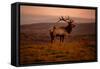 Tule Elk King of the Morning - Sunrise Point Reyes National Seashore-Vincent James-Framed Stretched Canvas