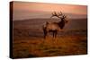 Tule Elk King of the Morning - Sunrise Point Reyes National Seashore-Vincent James-Stretched Canvas