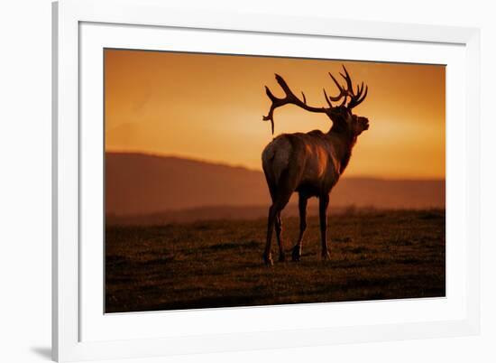 Tule Elk King, Point Reyes National Seashore, Caliofornia Coast Fog and Light-Vincent James-Framed Photographic Print