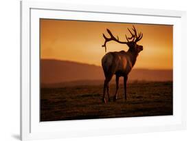 Tule Elk King, Point Reyes National Seashore, Caliofornia Coast Fog and Light-Vincent James-Framed Photographic Print