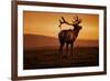 Tule Elk King, Point Reyes National Seashore, Caliofornia Coast Fog and Light-Vincent James-Framed Photographic Print