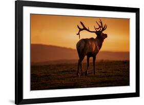 Tule Elk King, Point Reyes National Seashore, Caliofornia Coast Fog and Light-Vincent James-Framed Photographic Print