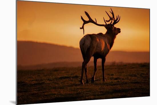 Tule Elk King, Point Reyes National Seashore, Caliofornia Coast Fog and Light-Vincent James-Mounted Photographic Print