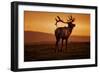 Tule Elk King, Point Reyes National Seashore, Caliofornia Coast Fog and Light-Vincent James-Framed Photographic Print