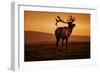 Tule Elk King, Point Reyes National Seashore, Caliofornia Coast Fog and Light-Vincent James-Framed Photographic Print