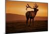 Tule Elk King, Point Reyes National Seashore, Caliofornia Coast Fog and Light-Vincent James-Mounted Photographic Print
