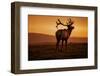 Tule Elk King, Point Reyes National Seashore, Caliofornia Coast Fog and Light-Vincent James-Framed Photographic Print