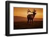 Tule Elk King, Point Reyes National Seashore, Caliofornia Coast Fog and Light-Vincent James-Framed Photographic Print