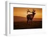 Tule Elk King, Point Reyes National Seashore, Caliofornia Coast Fog and Light-Vincent James-Framed Photographic Print