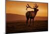 Tule Elk King, Point Reyes National Seashore, Caliofornia Coast Fog and Light-Vincent James-Mounted Photographic Print