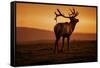 Tule Elk King, Point Reyes National Seashore, Caliofornia Coast Fog and Light-Vincent James-Framed Stretched Canvas