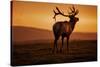 Tule Elk King, Point Reyes National Seashore, Caliofornia Coast Fog and Light-Vincent James-Stretched Canvas