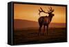 Tule Elk King, Point Reyes National Seashore, Caliofornia Coast Fog and Light-Vincent James-Framed Stretched Canvas