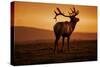 Tule Elk King, Point Reyes National Seashore, Caliofornia Coast Fog and Light-Vincent James-Stretched Canvas