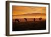 Tule Elk Magic, Point Reyes National Seashore, Caliofornia Coast Fog and Light-Vincent James-Framed Photographic Print