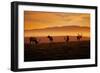 Tule Elk Magic, Point Reyes National Seashore, Caliofornia Coast Fog and Light-Vincent James-Framed Photographic Print