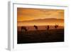 Tule Elk Magic, Point Reyes National Seashore, Caliofornia Coast Fog and Light-Vincent James-Framed Photographic Print