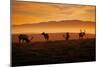Tule Elk Magic, Point Reyes National Seashore, Caliofornia Coast Fog and Light-Vincent James-Mounted Photographic Print