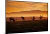 Tule Elk Magic, Point Reyes National Seashore, Caliofornia Coast Fog and Light-Vincent James-Mounted Premium Photographic Print