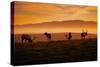 Tule Elk Magic, Point Reyes National Seashore, Caliofornia Coast Fog and Light-Vincent James-Stretched Canvas