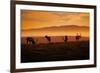 Tule Elk Magic, Point Reyes National Seashore, Caliofornia Coast Fog and Light-Vincent James-Framed Photographic Print