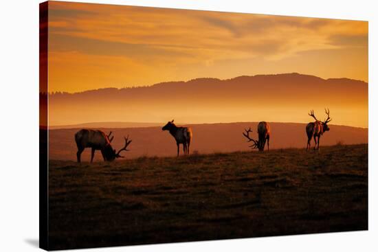 Tule Elk Magic, Point Reyes National Seashore, Caliofornia Coast Fog and Light-Vincent James-Stretched Canvas