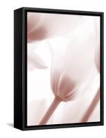 Tulip 1-Ann Bailey-Framed Stretched Canvas