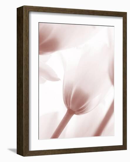 Tulip 1-Ann Bailey-Framed Art Print