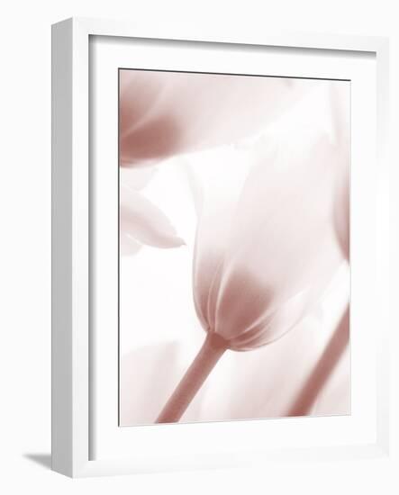 Tulip 1-Ann Bailey-Framed Art Print