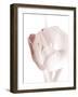 Tulip 2-Ann Bailey-Framed Art Print