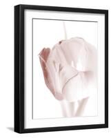 Tulip 2-Ann Bailey-Framed Art Print